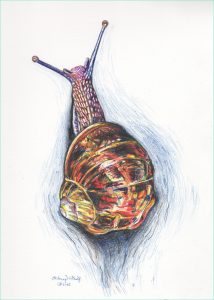 Dessin Animé Escargot Nouveau Photographie Realistic Snail Drawing at Paintingvalley Explore Collec