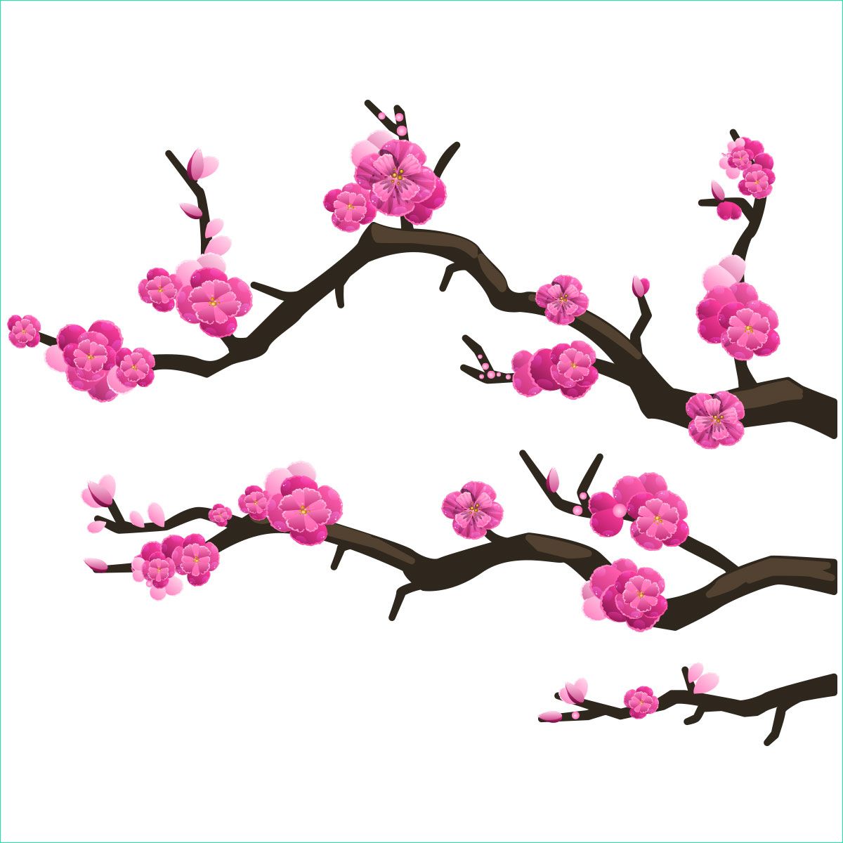 branche cerisier japonais dessin