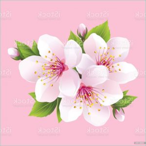 Dessin Fleurs Japonaises Inspirant Photos Fleurs Japonaises Dessin Illustrations Avec La Fleur Japonaise Sakura