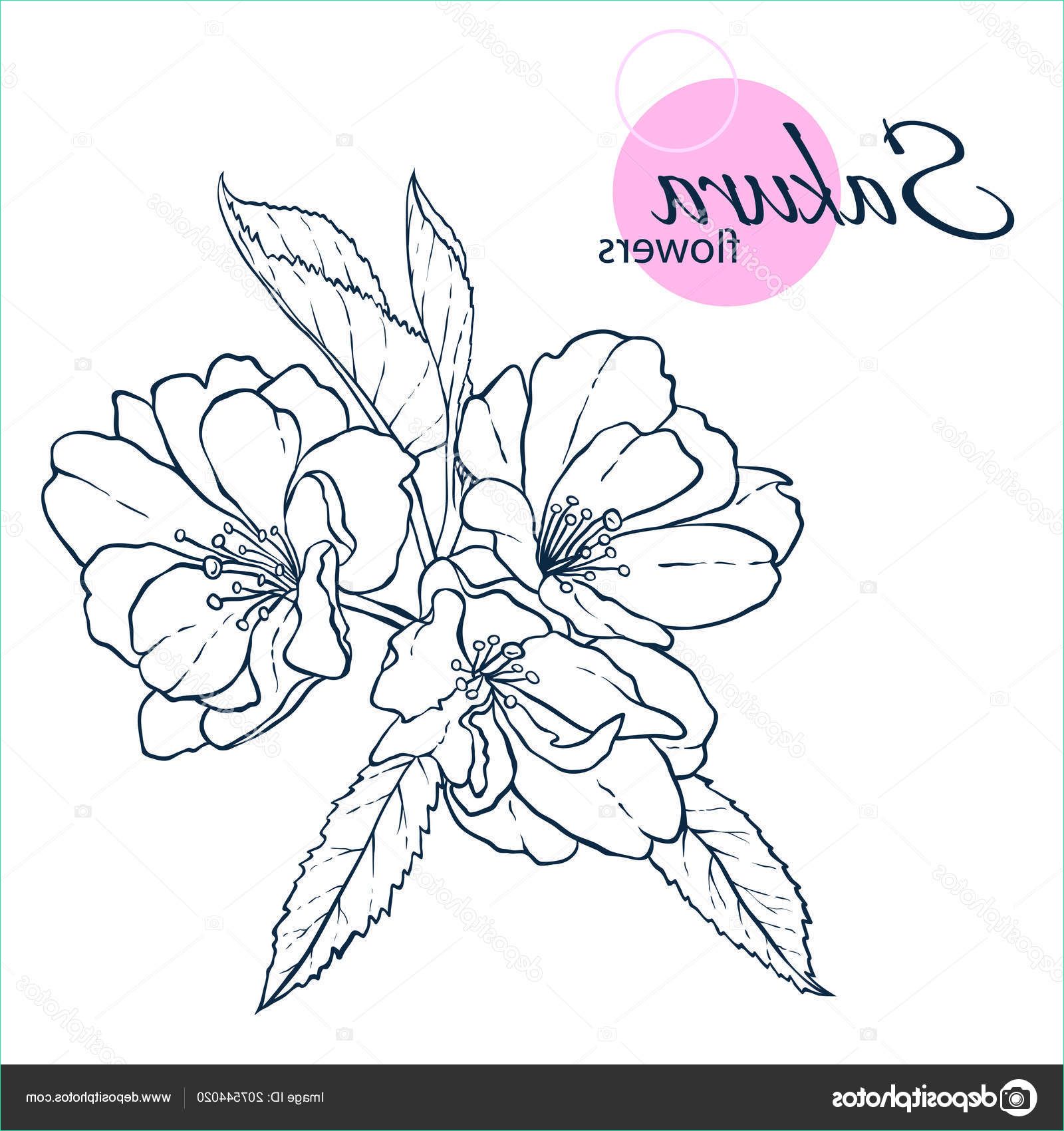 dessin fleur japonaise