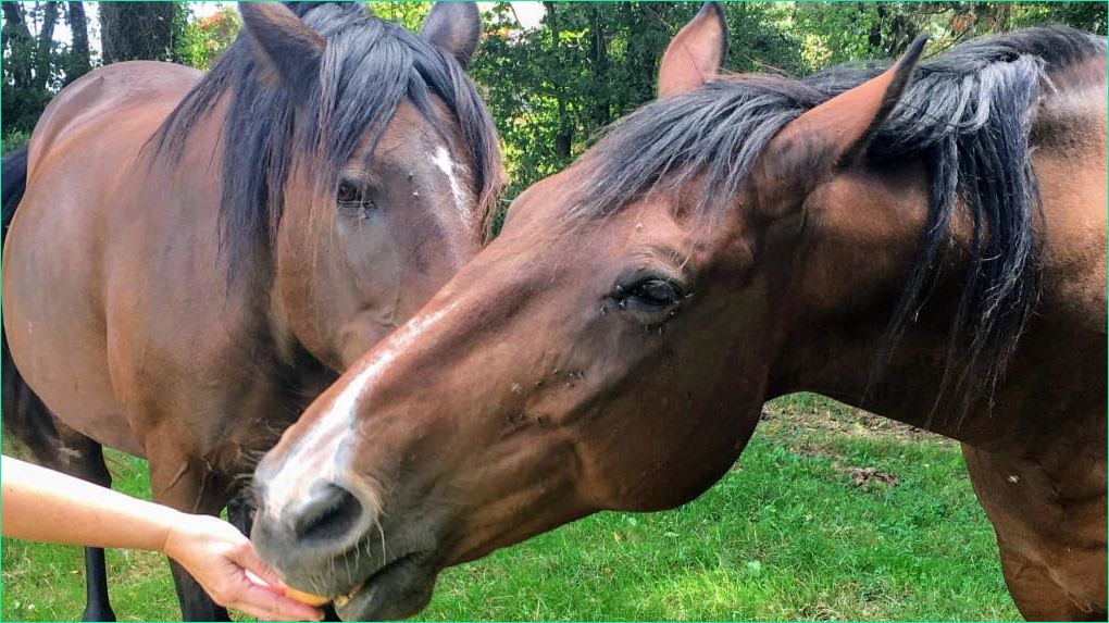 deux sevres chevaux mutiles pourquoi pas la piste du trafic d organes