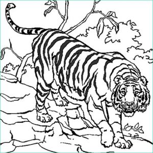 Tigre A Colorier Cool Image Tigre Coloriage Tigre En Ligne Gratuit A Imprimer Sur Coloriage Tv