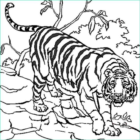 tigre coloriage
