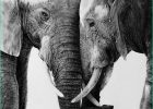 Dessin Animaux Sauvage Crayon Beau Photographie Avec Ses Crayons David Filer Illustre Avec Réalisme La Vie Sauvage En