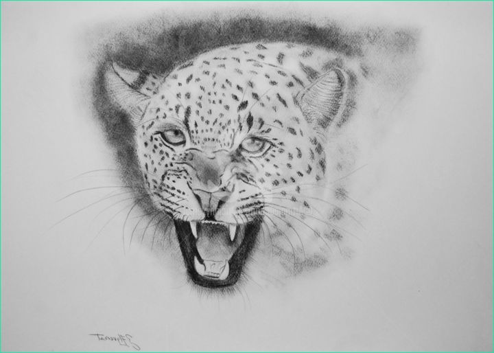 Dessin Animaux Sauvage Crayon Impressionnant Image Dessin De Leopard Patricia Hyvernat