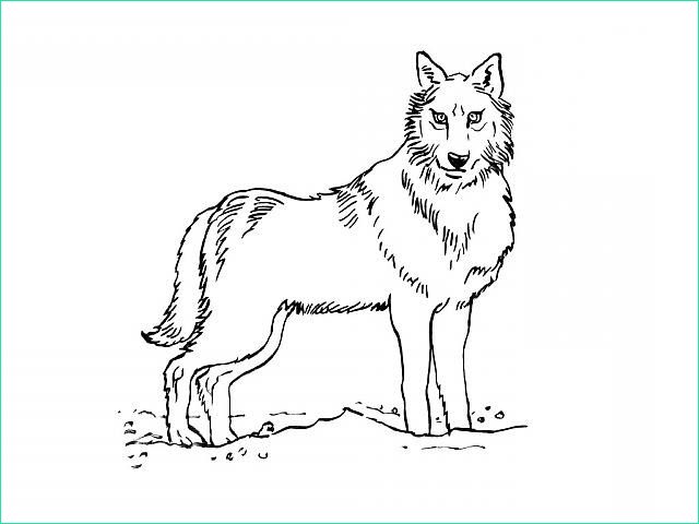 dessin de loup kawaii imprimer