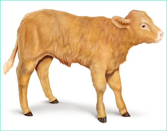 dessin de veau coloriages vache animaux