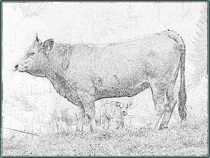 Dessin Veau Luxe Images Dessin Vache Et Veau Coloriage à Imprimer Une Vache Et son Veau