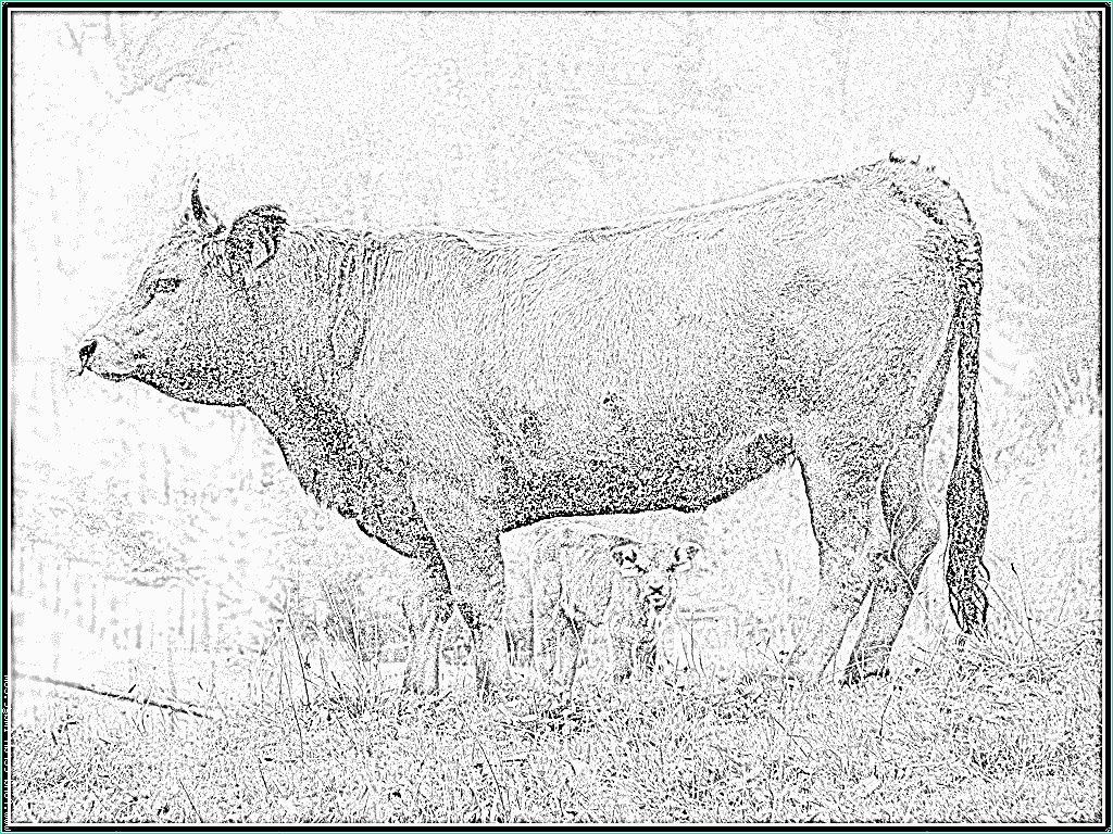 dessin vache et veau coloriage imprimer