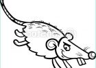 Dessiner Un Rat Beau Photographie Vecteurs Eps De Coloration Page Rat Dessin Animé souris Ou Noir