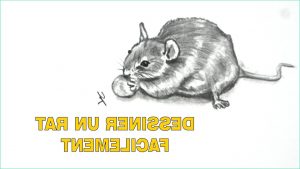 Dessiner Un Rat Beau Photos Ment Dessiner Un Rat Facilement Etape Par Etape