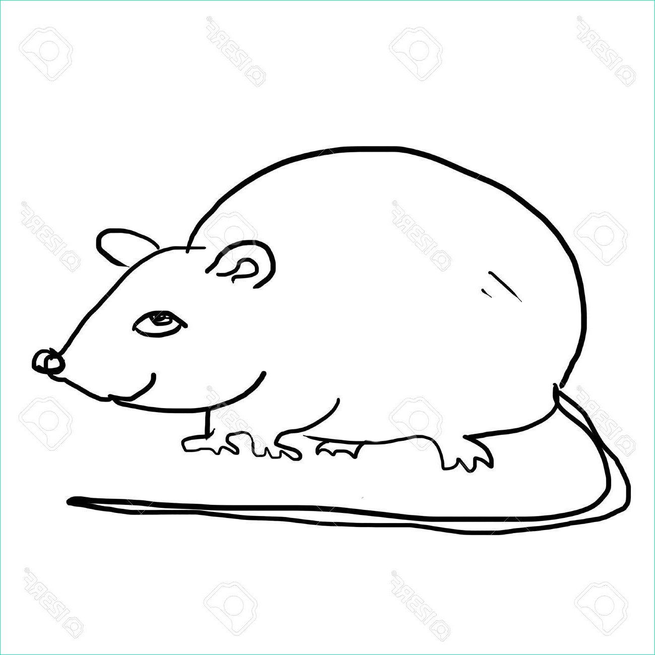 rats drawing