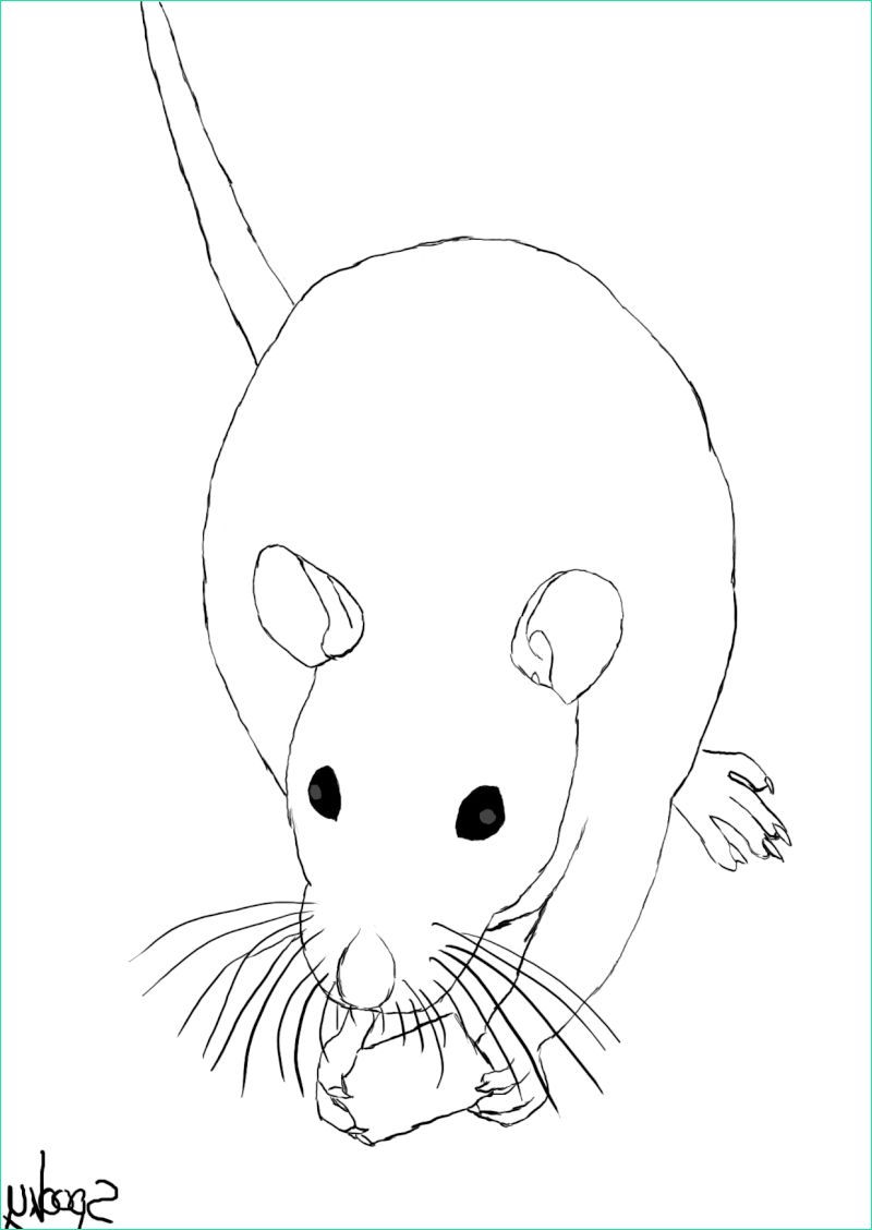 Dessiner Un Rat Élégant Photos Dessin Facile Rat Altoservices