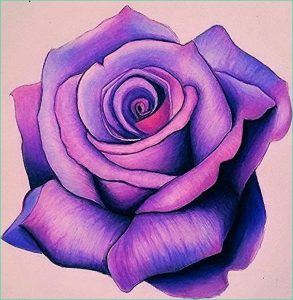 Dessiner Une Rose Facile Cool Photos Joli Dessin D Une Rose Violette Réel Avec Technique Ombre Et Lumière