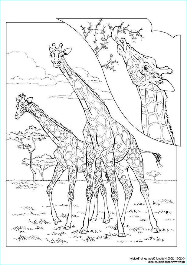 coloriage girafe i3059