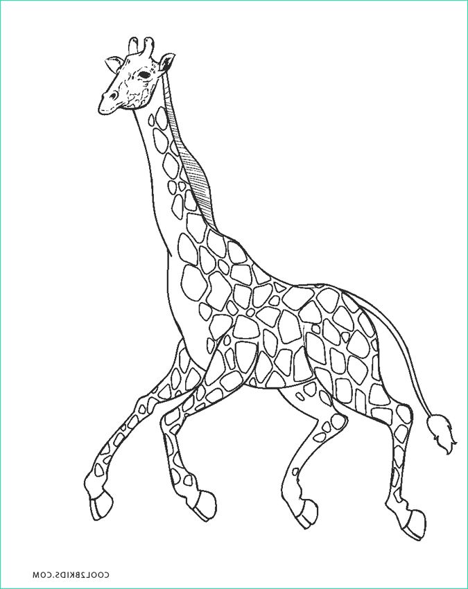 Girafe Coloriage Impressionnant Images Coloriages Girafe Coloriages Gratuits à Imprimer