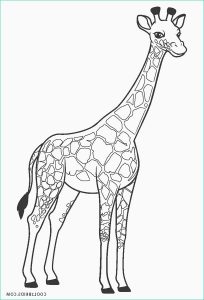 Girafe Coloriage Inspirant Galerie Coloriages Girafe Coloriages Gratuits à Imprimer