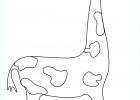 Girafe Coloriage Unique Photos Coloriage A Imprimer Girafe Coloriage Girafes A Imprimer Dessin