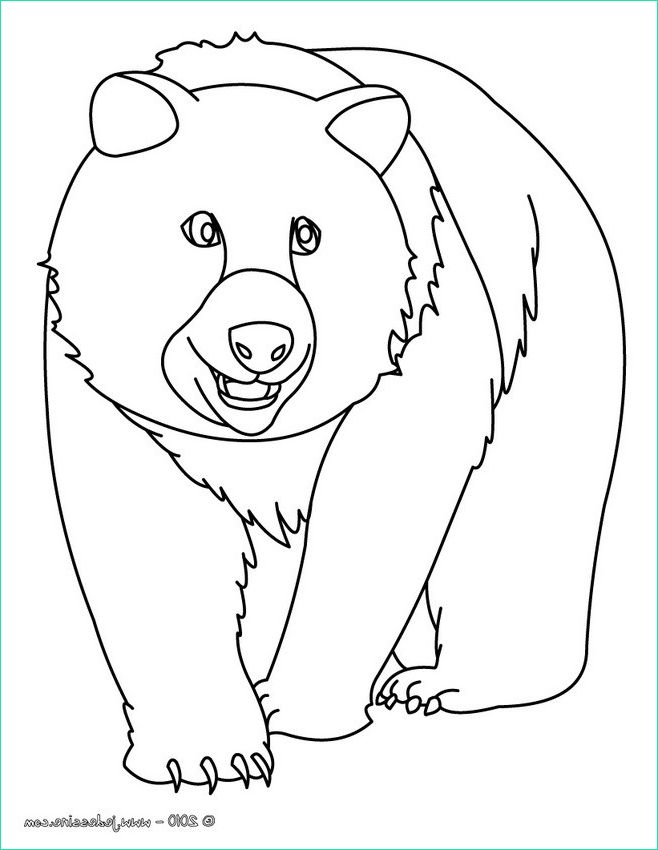 coloriage d un ours