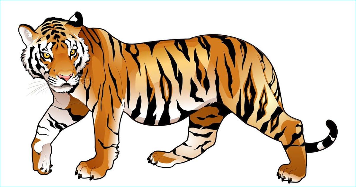dessin de tete de tigre en couleur