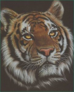Tigre Dessin Couleur Impressionnant Image Pin On Visage
