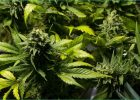 Vegetation Adulte Impressionnant Photos Cannabis Fumer Dès La Puberté Réduit La Taille Et Le Poids Ladepeche