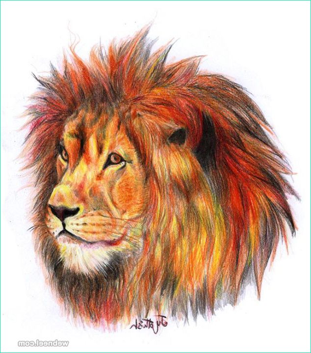 lion color pencil drawing jyothish kumar